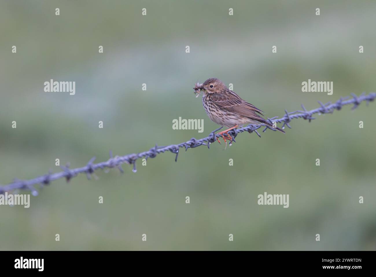 Meadow Pipit [ Anthus pratensis ] with insects in its beak / bill on ...