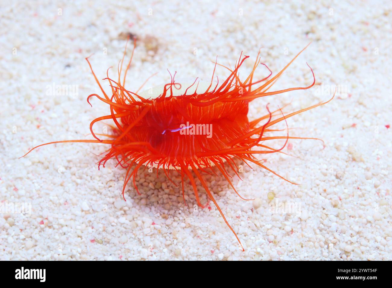 Li Maria Country. Imagine Electric Eye Scallop, Limaria spp Stock Photo - Alamy
