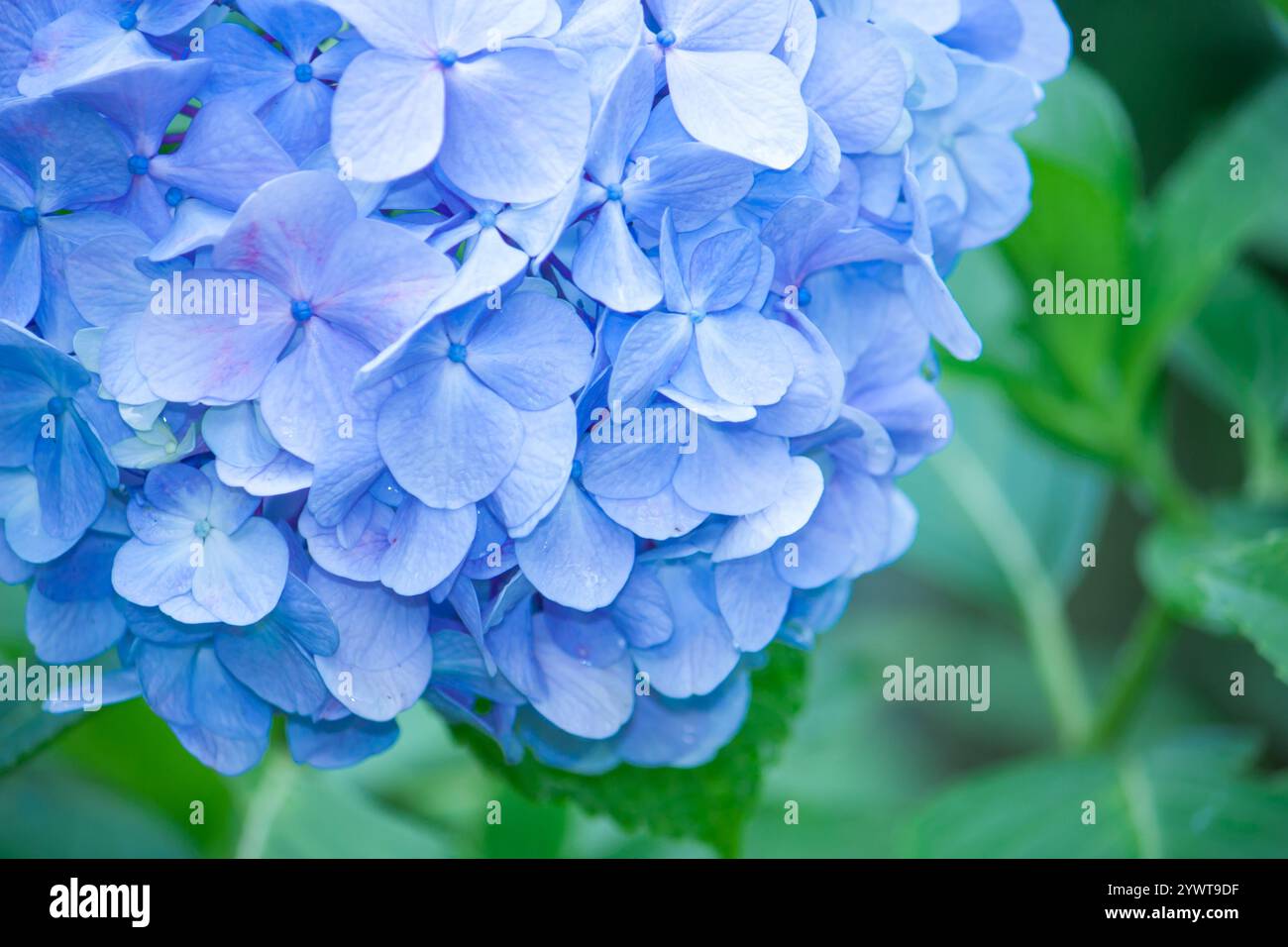Hydrangea macrophylla japan hi-res stock photography and images - Alamy