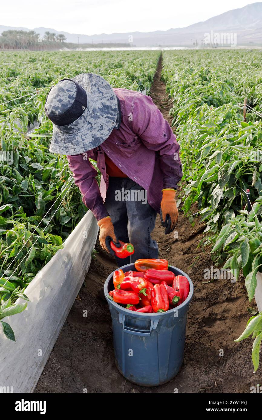 Red capsicum annuum bell hi-res stock photography and images - Alamy
