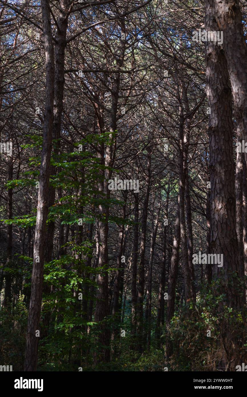 Lush pine forest hi-res stock photography and images - Alamy