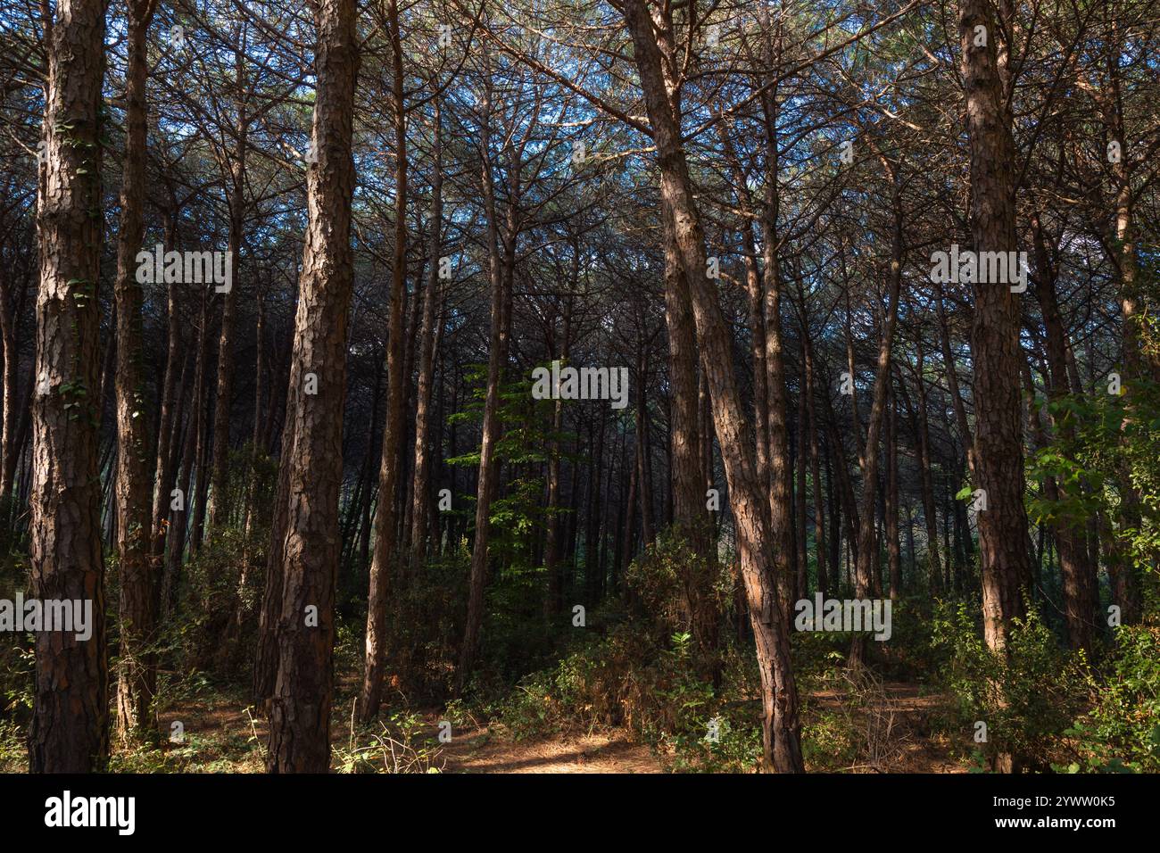 Pine forest view at sunset. Moody pine forest view from inside. Stock Photo