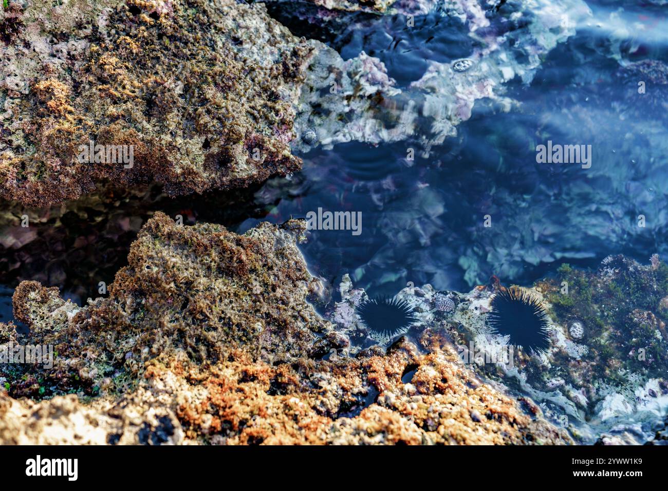 Dramatic seascape sharp coastal hi-res stock photography and images - Alamy