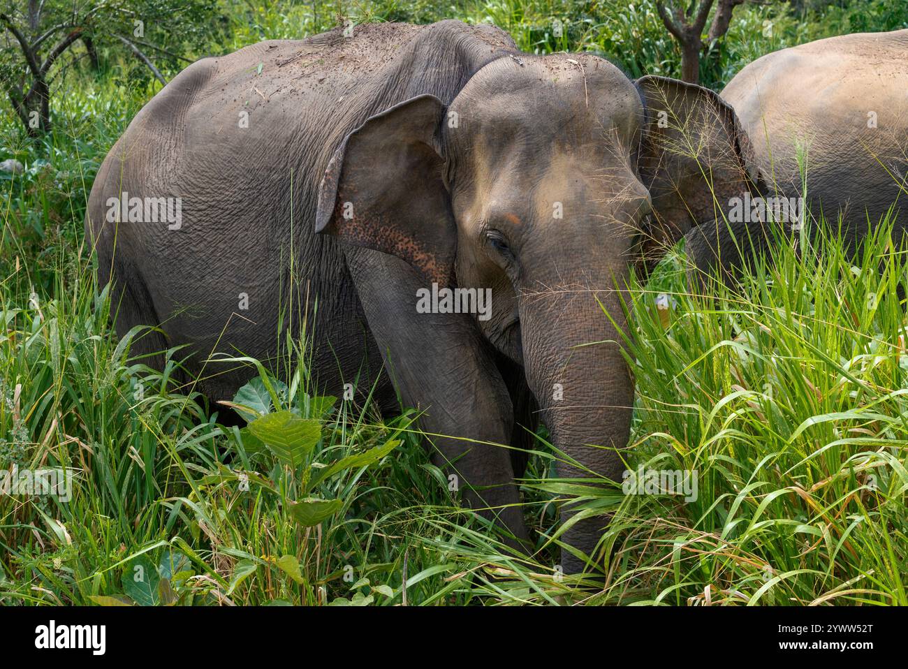 Sri lanka elephant forest hi-res stock photography and images - Alamy