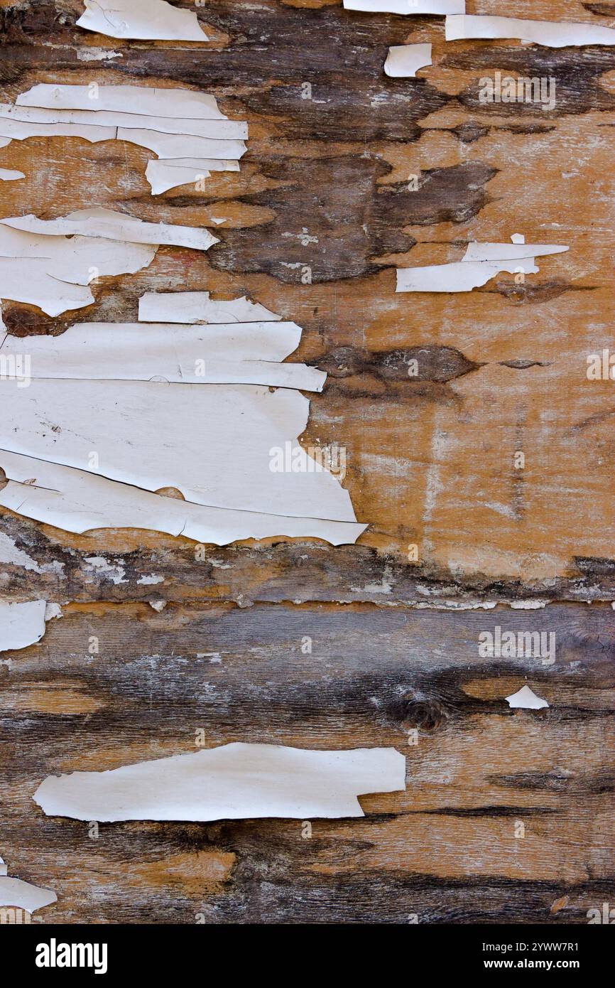 peeling texture of painted wood surface. damaged construction. old weathered background. rustic dirty board Stock Photo