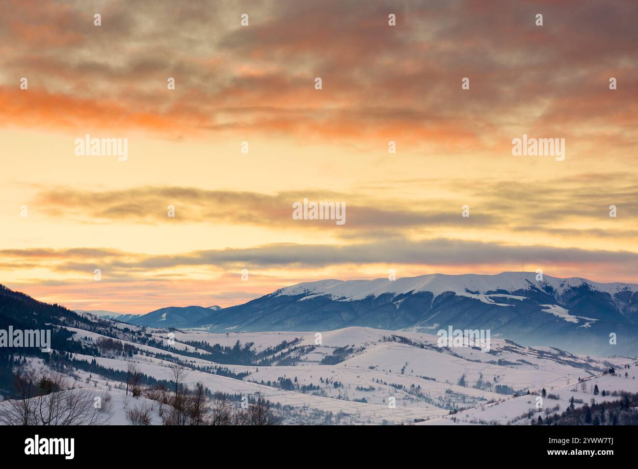 mountainous countryside landscape in winter at dawn. beautiful sky. snow covered slopes and forested hillsides of transcarpathia, ukraine. alpine high Stock Photo
