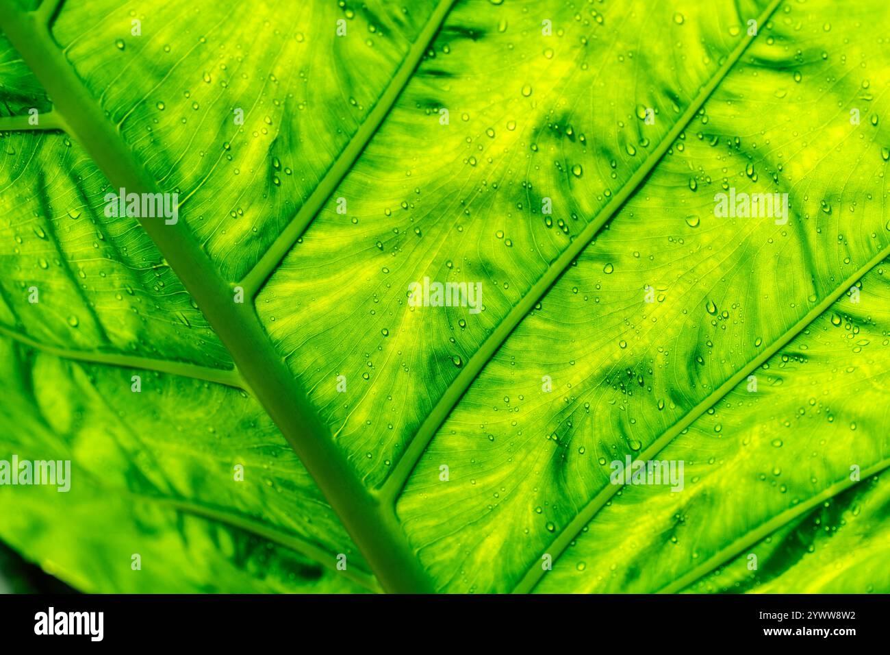 Leaves display intricate veins hi-res stock photography and images - Alamy