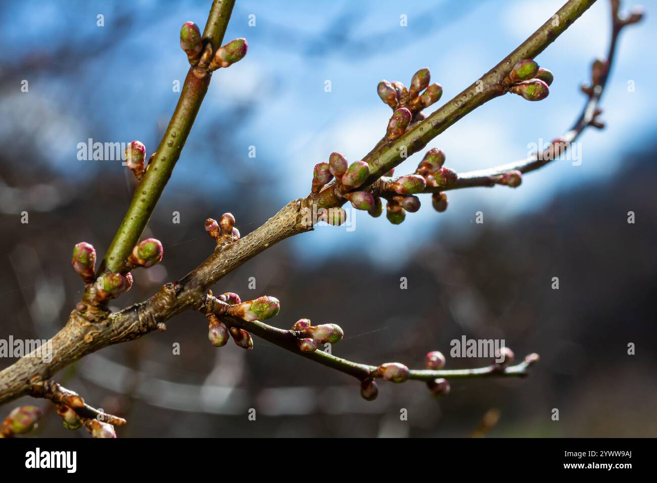 Closeup footage leaves green trees hi-res stock photography and images ...