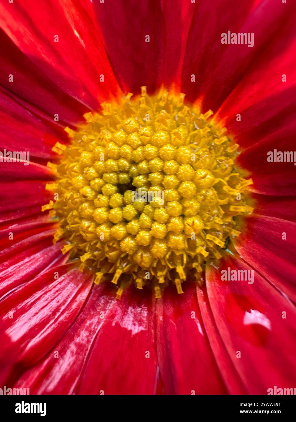 Red flower, Chrysanthemum - Smartphone Captured Stock Image