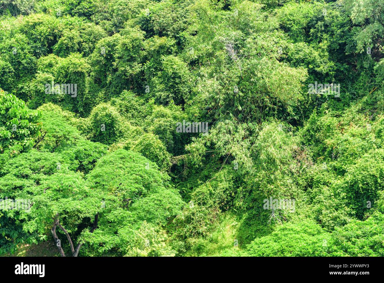 Tropical rainforest scenic jungle hi-res stock photography and images ...
