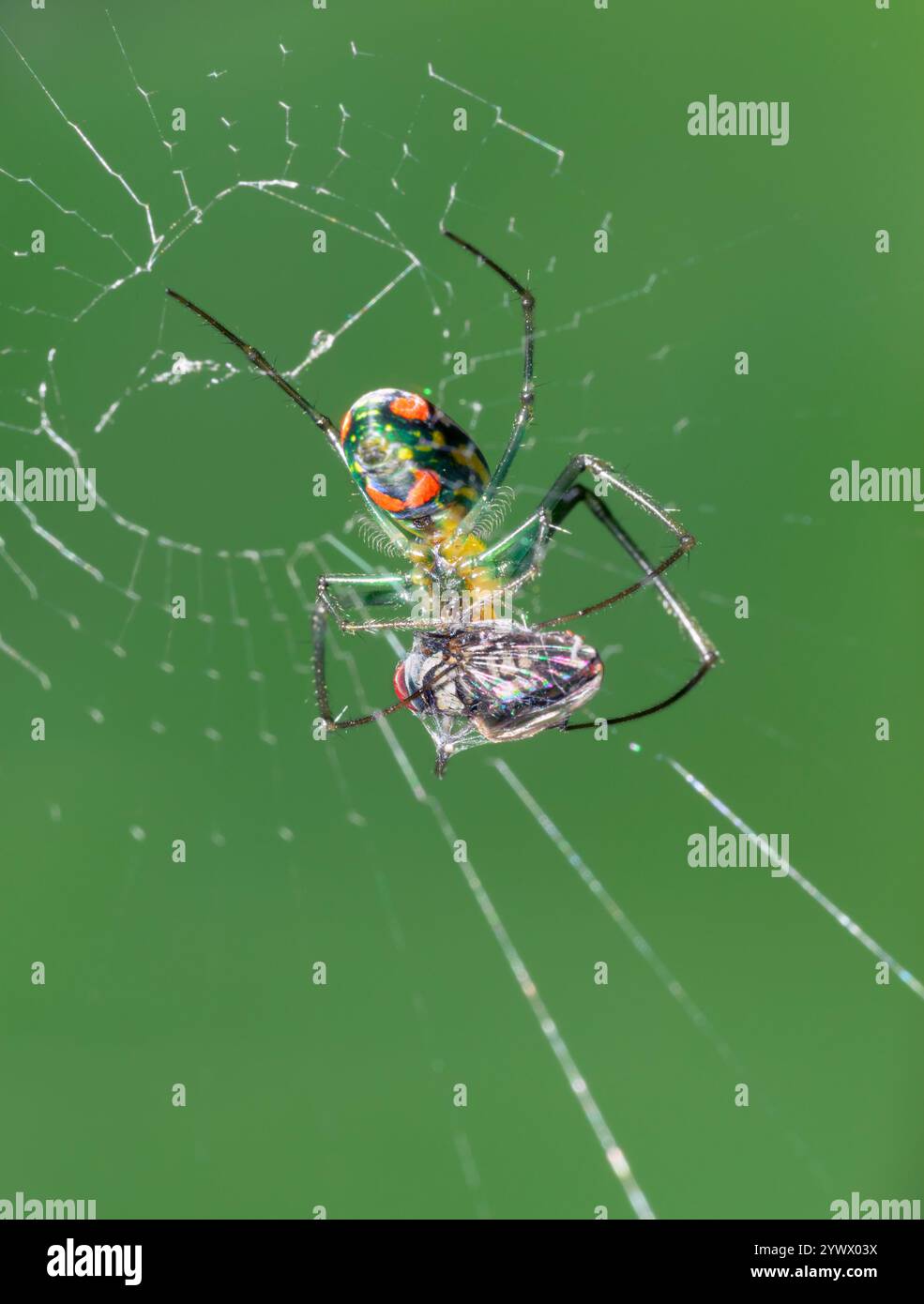 Orchard orbweaver spider or Mabel's orchard orb weaver (Leucauge argyrobapta) in its web, wrapping a caught fly, Galveston, Texas, USA. Stock Photo