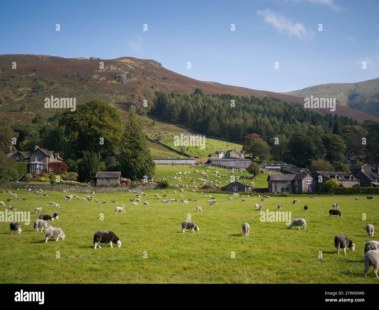 Sheep grazing on a farm near Grasmere in the English Lake District, Cumbria Stock Photo