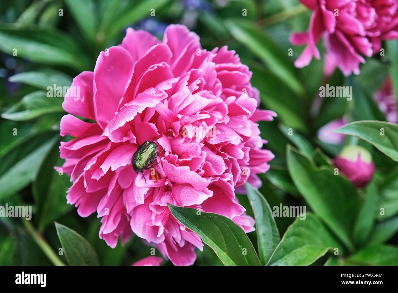 Golden Bronzefly, Cetonia aurata, eating petals of lush pink peony ...