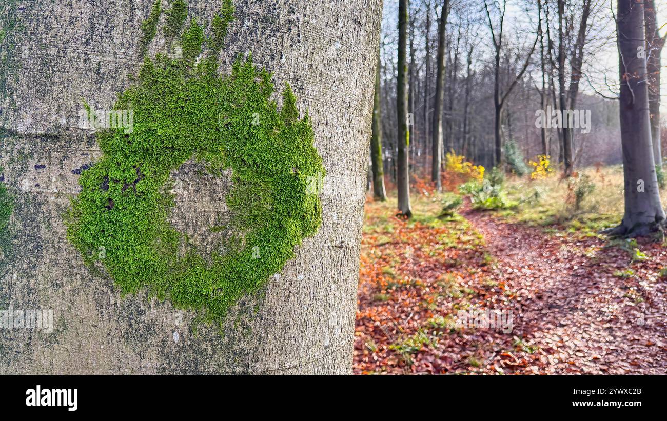 Circle of moss growing on a beech tree in winter - Smartphone Captured Stock Image