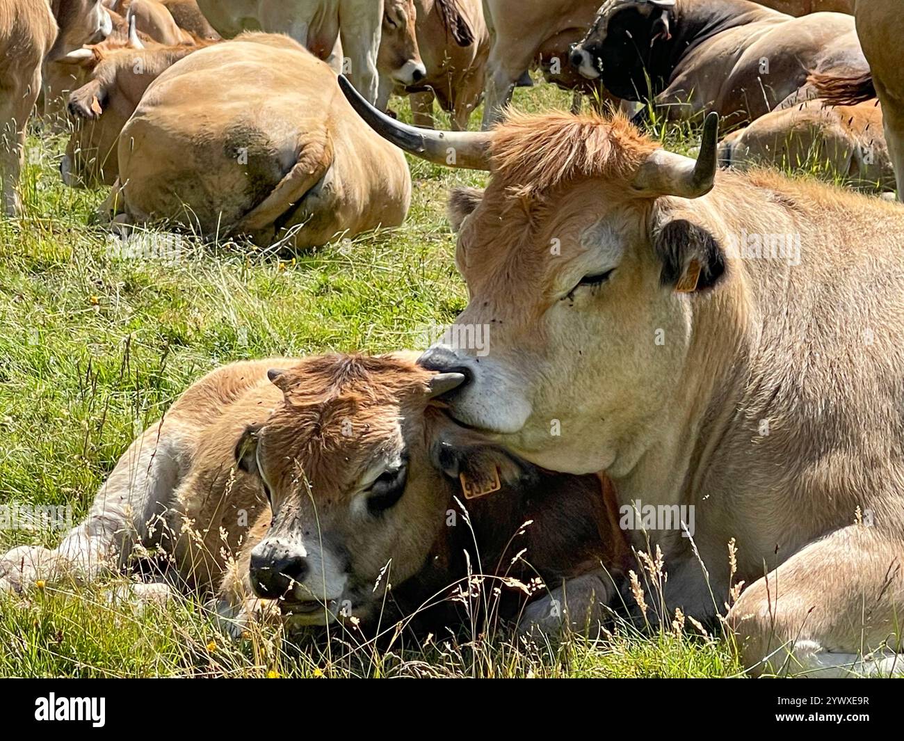 Peaceful Cows Resting and Bonding in a Sunny Meadow Stock Photo - Alamy