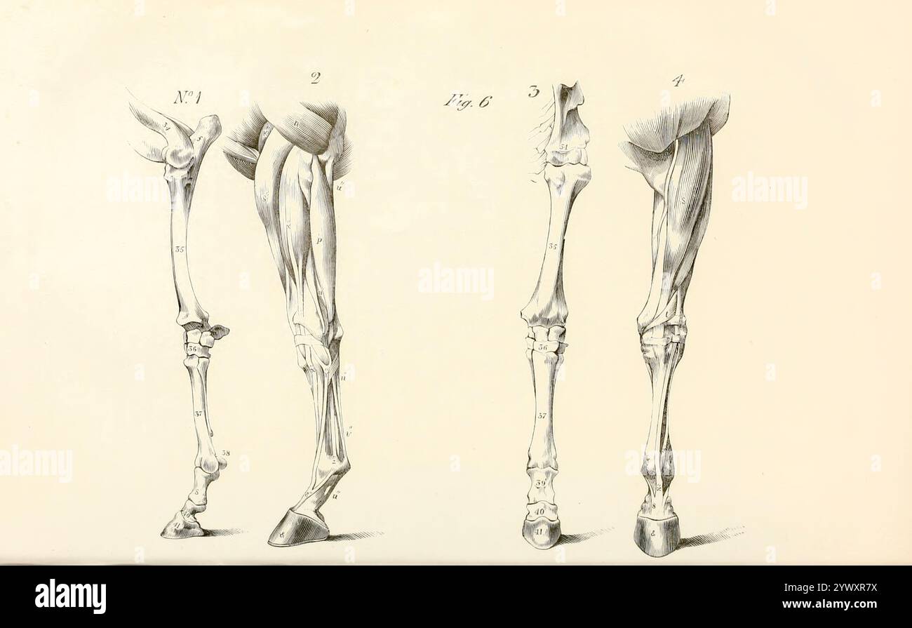Muscle of the leg anterior view hi-res stock photography and images - Alamy
