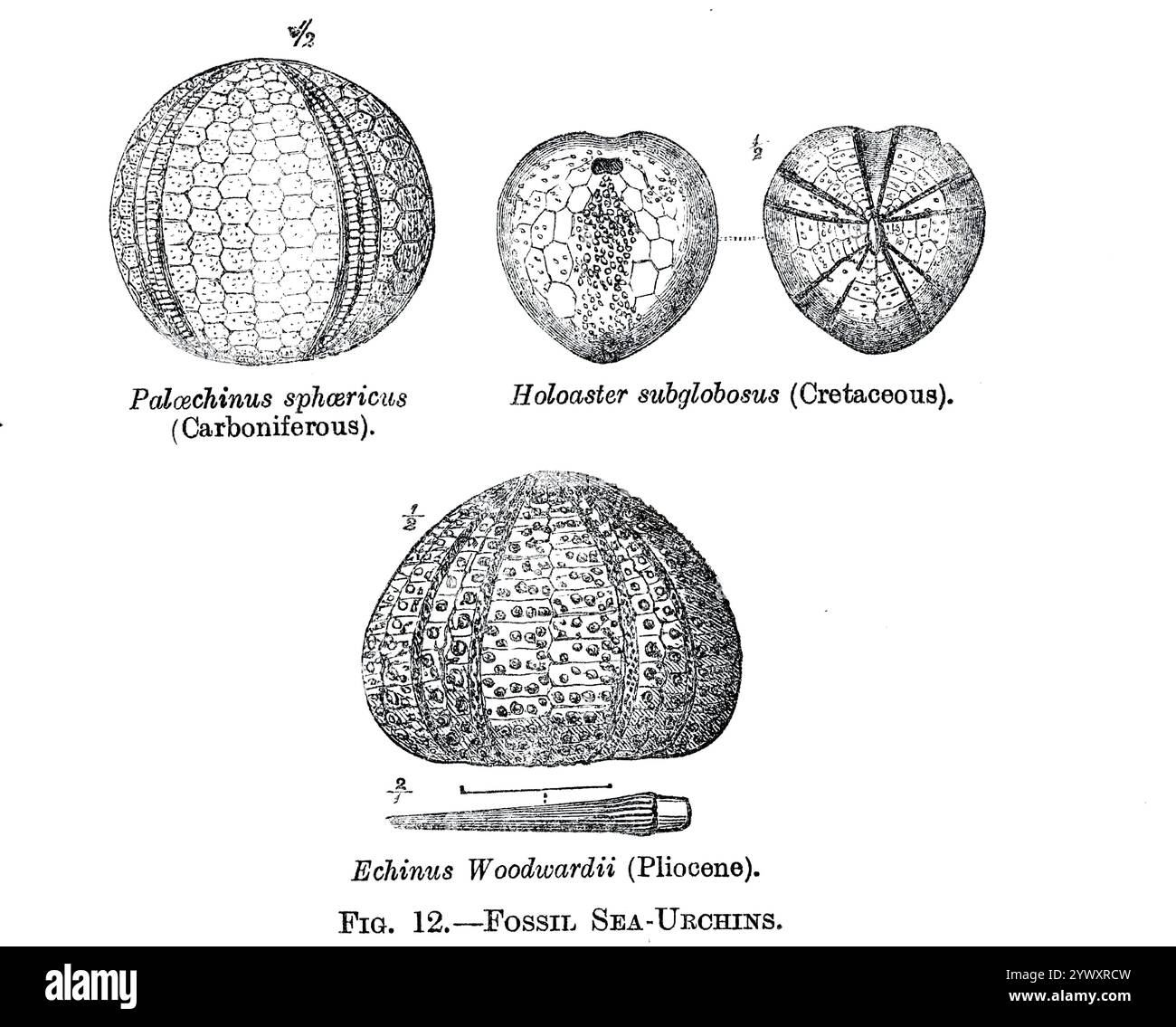 from ' The open book of nature : an introduction to nature study ' by Charles Albert Hall, Publication date 1911 Publisher London : Adam and Charles Black Stock Photo