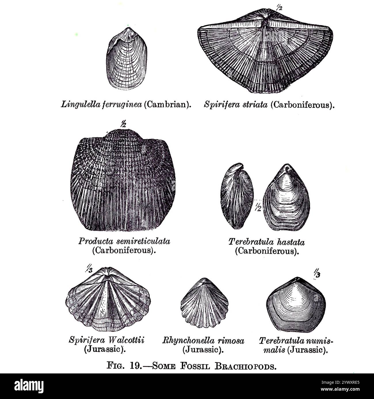 Some Fossil Brachiopods from ' The open book of nature : an introduction to nature study ' by Charles Albert Hall, Publication date 1911 Publisher London : Adam and Charles Black Stock Photo
