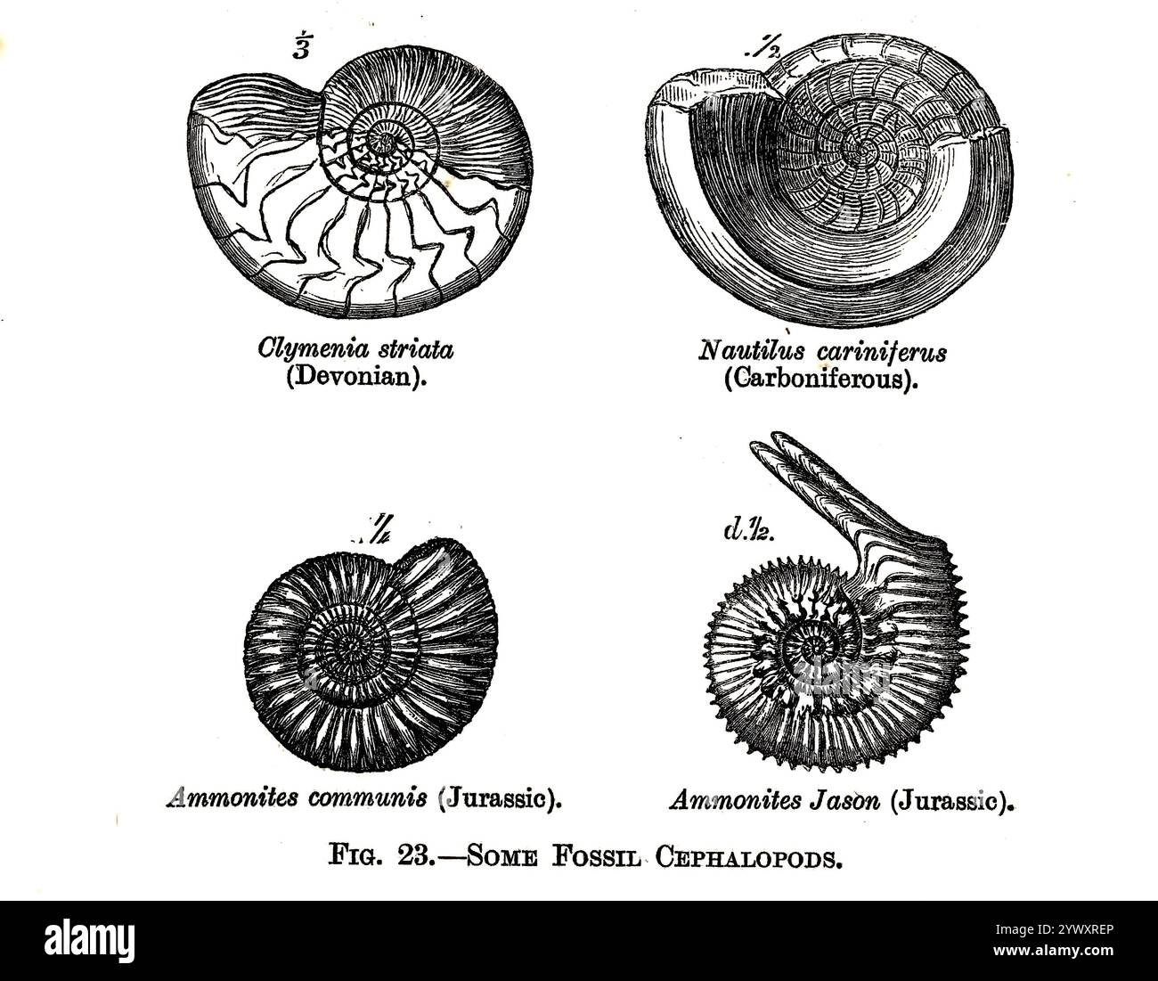 Some Fossil. CEPHALOPODS. from ' The open book of nature : an introduction to nature study ' by Charles Albert Hall, Publication date 1911 Publisher London : Adam and Charles Black Stock Photo