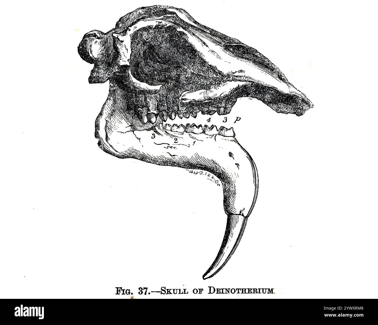 SKULL OF DEINOTHERIUM from ' The open book of nature : an introduction to nature study ' by Charles Albert Hall, Publication date 1911 Publisher London : Adam and Charles Black Stock Photo