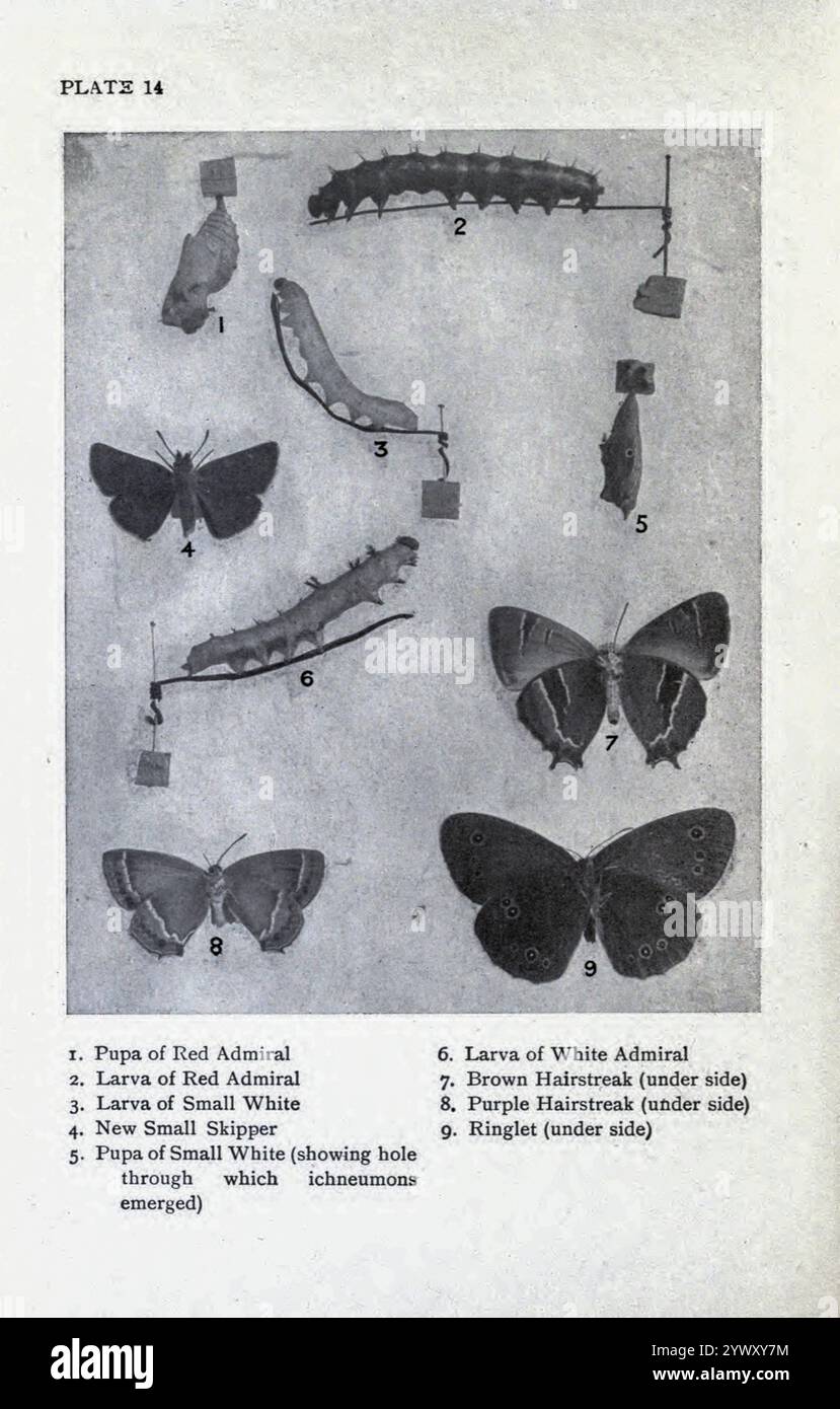 A photograph of 1. Pupa of Red Admiral; 2. Larva of Red Admiral; 3. Larva of Small White; 4. New Small Skipper; 5. Pupa of Small White (showing hole through which ichneumons emerged); 6. Larva of White Admiral; 7. Brown Hairstreak (under side); 8. Purple Hairstreak (under side); 9. Ringlet (under side) from British butterflies by A. M Stewart 1918 Stock Photo