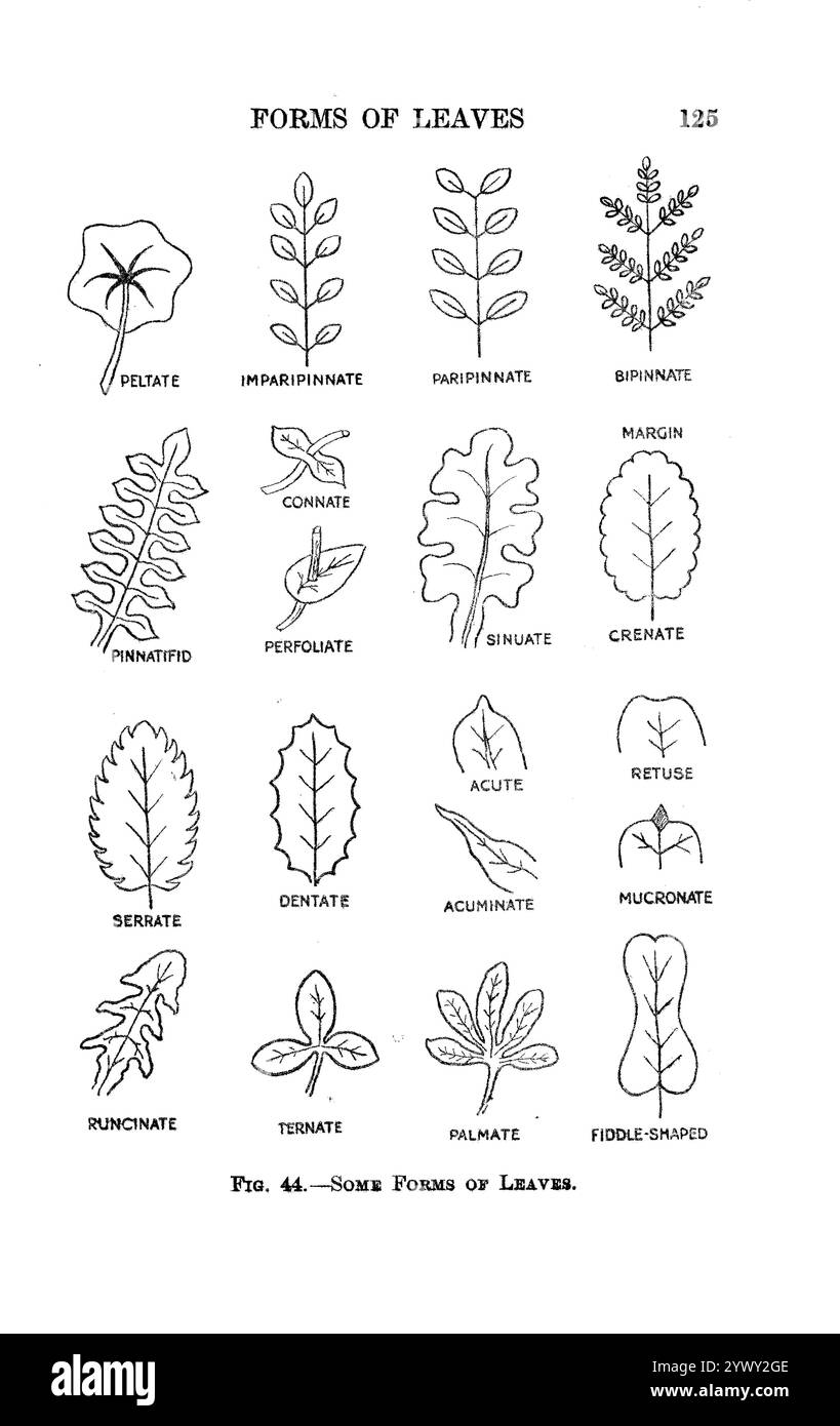 Some forms of leaves sketch line art of the shape of a leaf from ' The open book of nature : an introduction to nature study ' by Charles Albert Hall, Publication date 1911 Publisher London : Adam and Charles Black Stock Photo