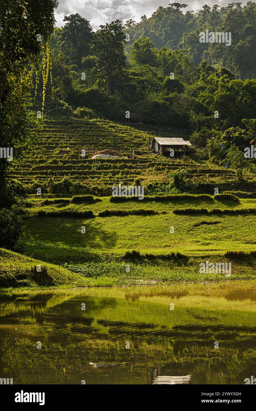 Stunning green fields in Chiang Mai's majestic mountains. Experience the natural beauty and serenity of Thailand's countryside. Stock Photo