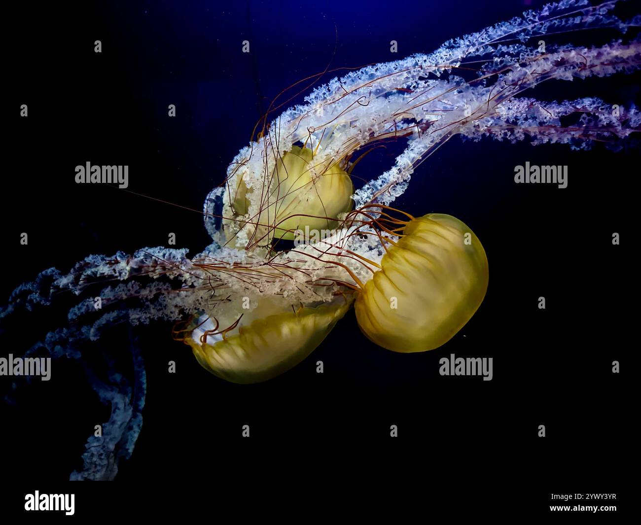 A vivid underwater shot of Pacific Sea Nettles (Chrysaora fuscescens) with flowing tentacles and intricate details, set against a dark blue background. - Smartphone Captured Stock Image