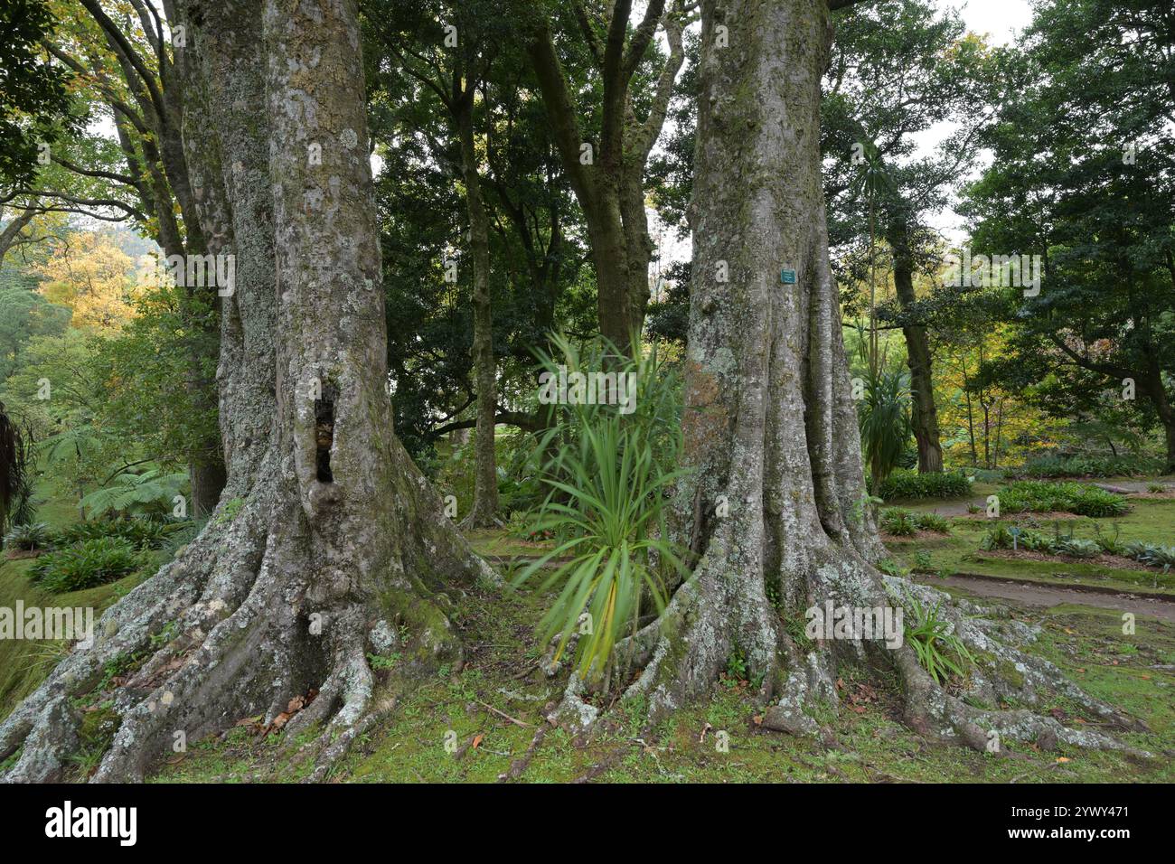 Sao Miguel Island Azores Portugal Plants Stock Photo - Alamy