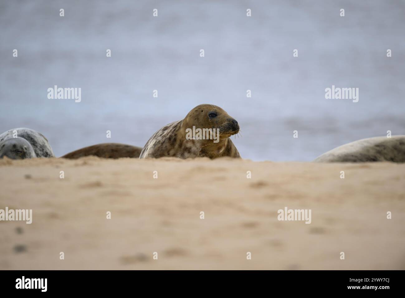 Cow and bull seals hi-res stock photography and images - Alamy