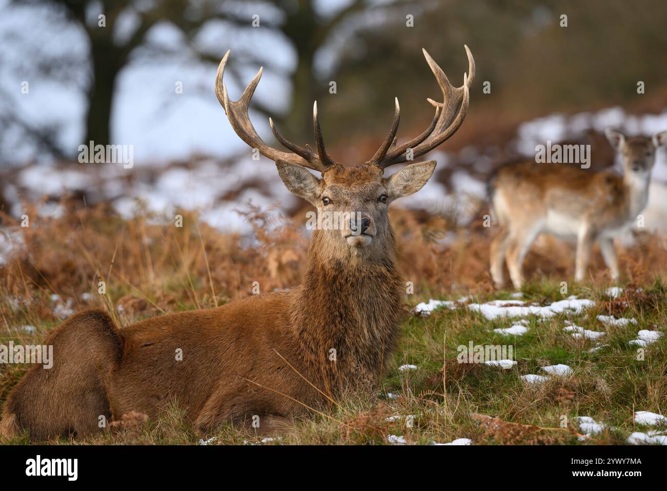 Red Deer Stag Bradgate Park Leicestershire Stock Photo Alamy