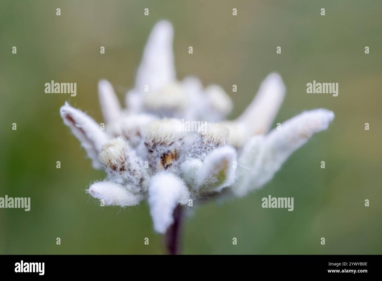 Edelweiss Leontopodium Nivale Alps France Lac Du Pontet Villar D edelweiss-leontopodium-nivale-alps-france-lac-du-pontet-villar-d