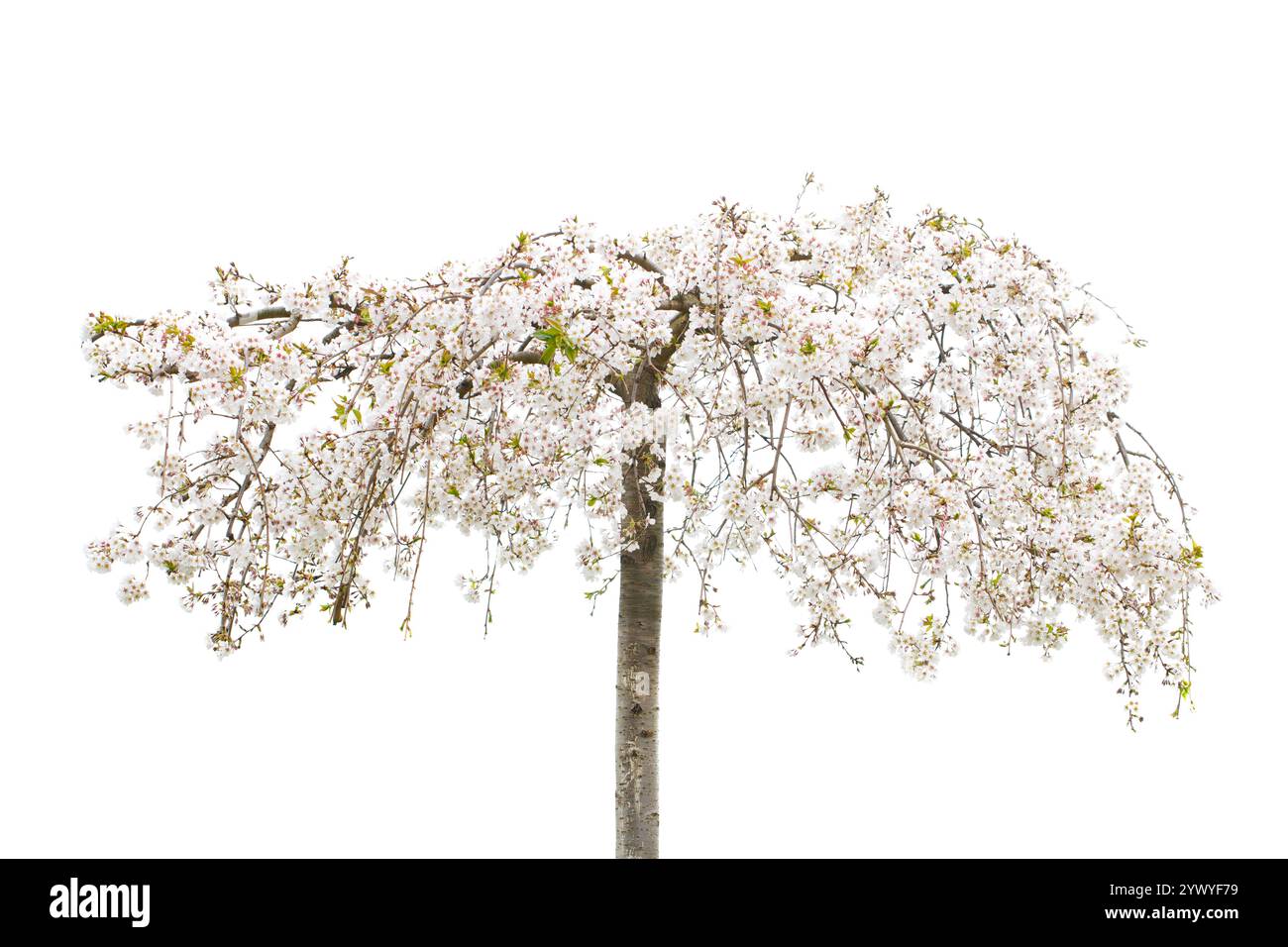 Cherry tree with spring flowers isolated on white background Stock ...