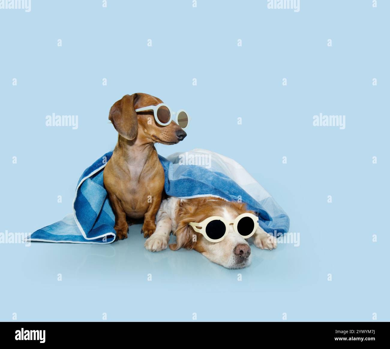 Shepherd dog at beach hi-res stock photography and images - Page 24 - Alamy, image size:1300x1161