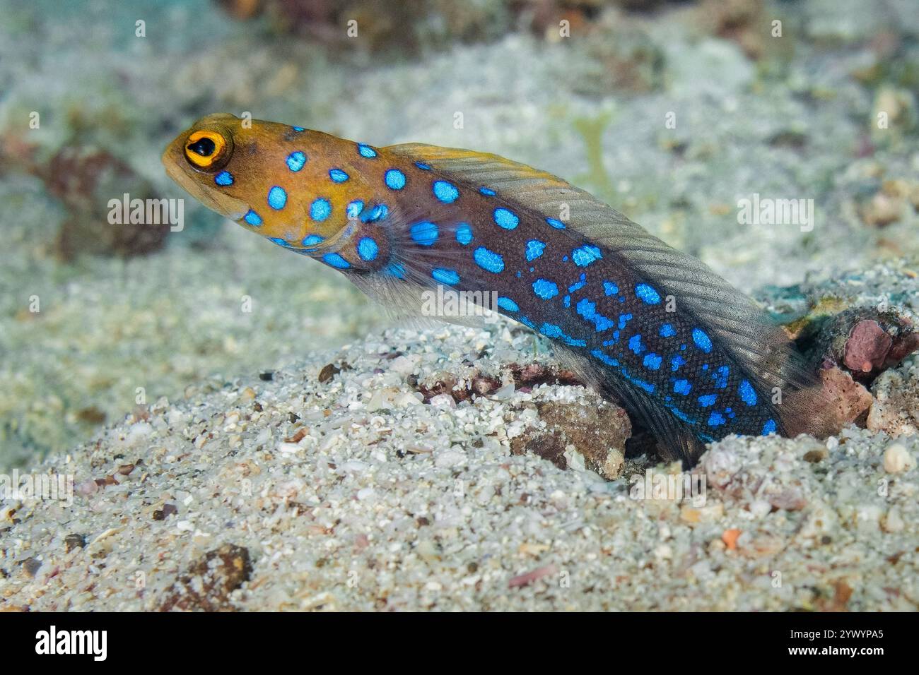 blue-spotted jawfish, Opistognathus rosenblatti, Midriff Islands, Baja ...