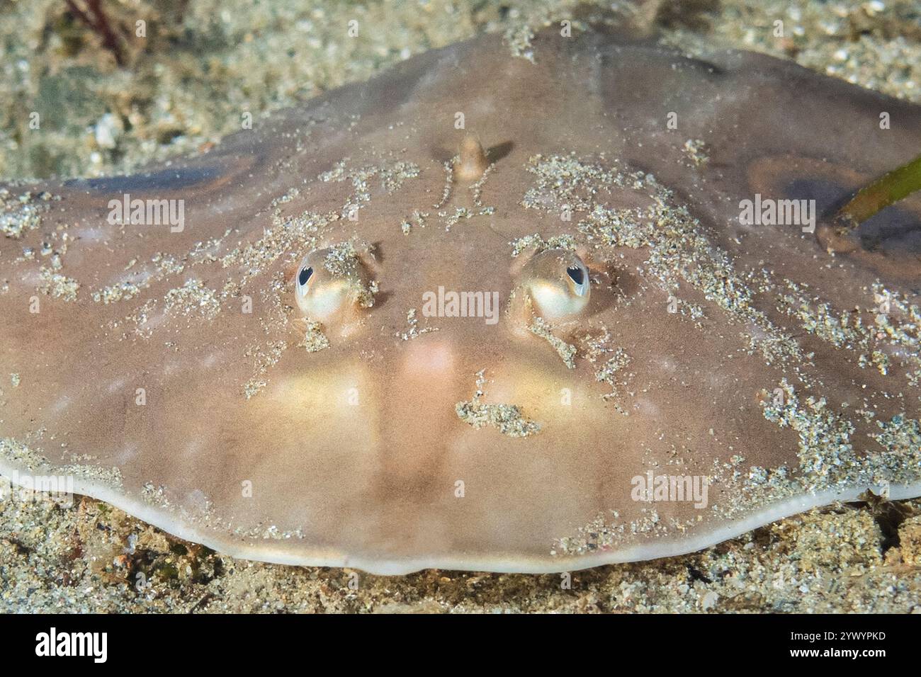 Big Skate in Puget Sound