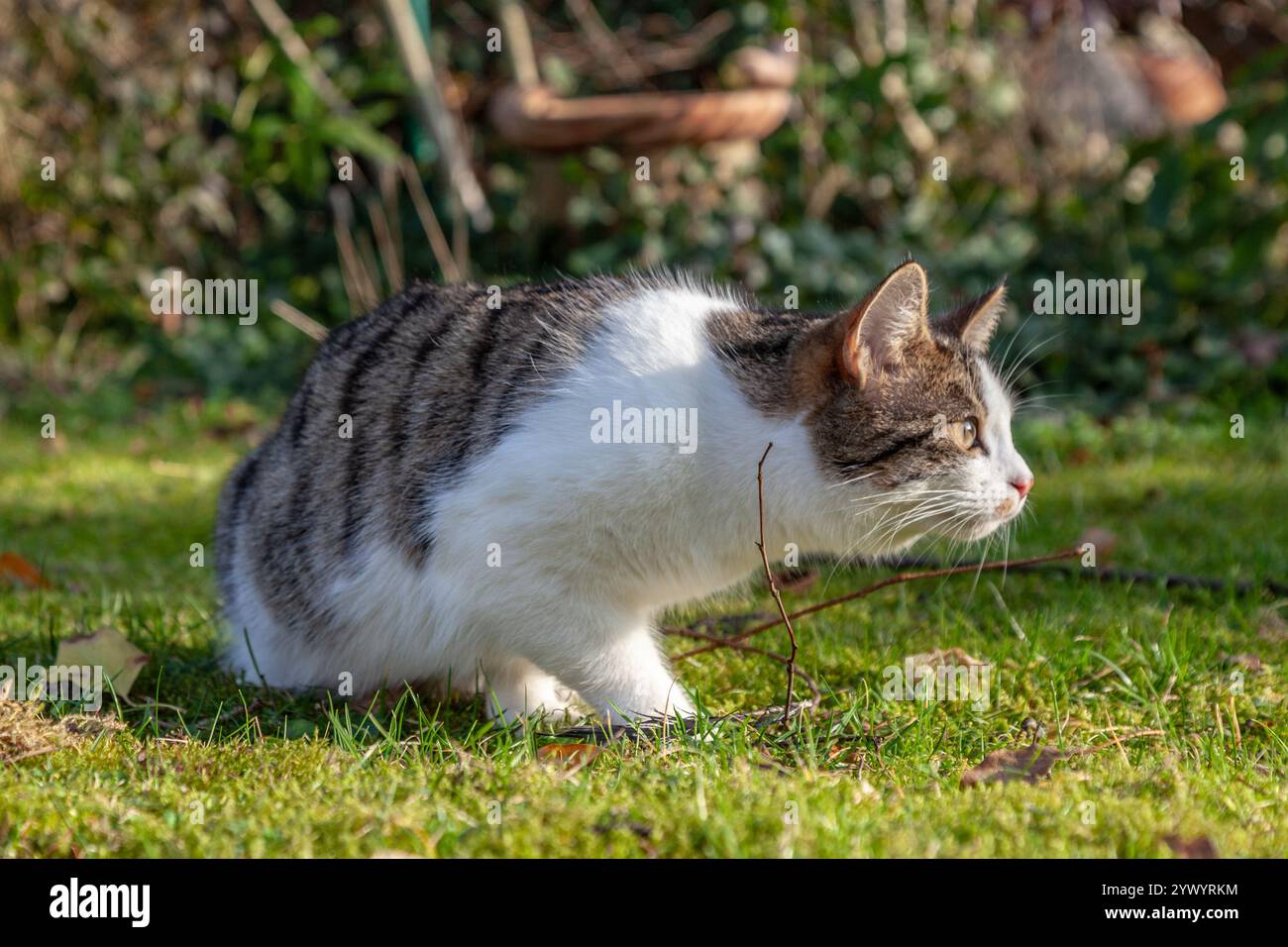 cute young cat enjoys hunting in the garden Stock Photo - Alamy