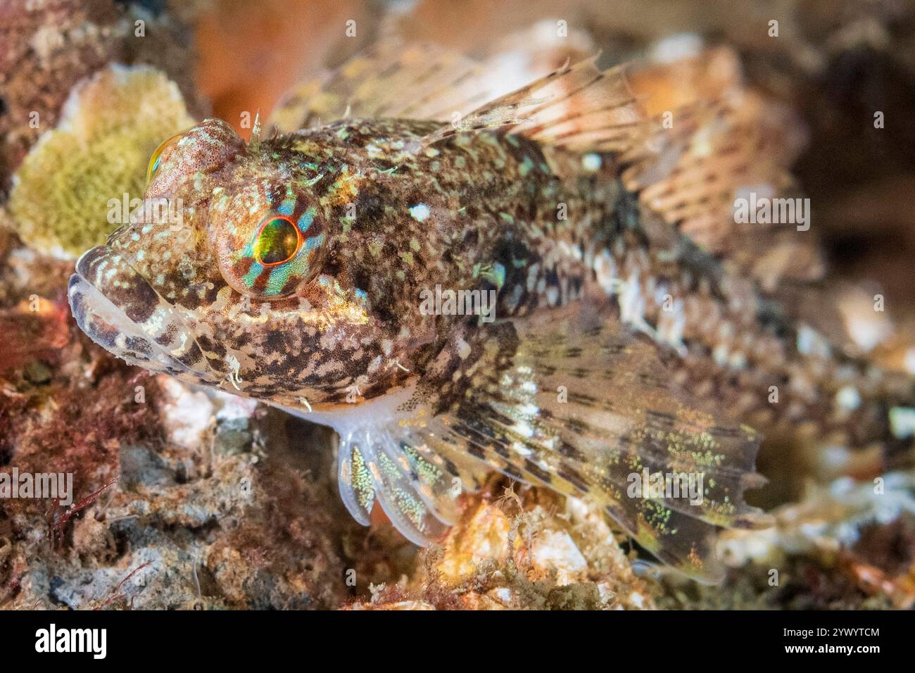 smoothhead sculpin, Artedius lateralis, Fox Island, Puget Sound, Burien ...