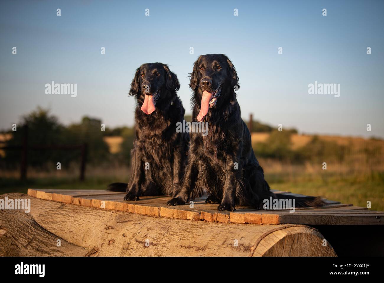 Two Flatcoated Retrievers in the Sunset Stock Photo
