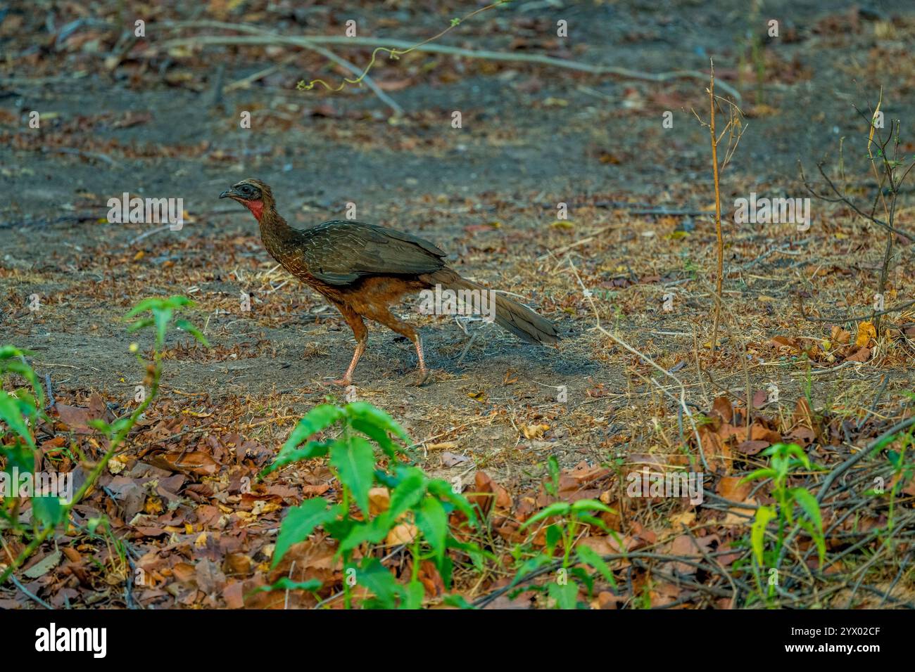 A Chestnut-bellied Guan (Penelope ochrogaster) near the Piuval Lodge in ...