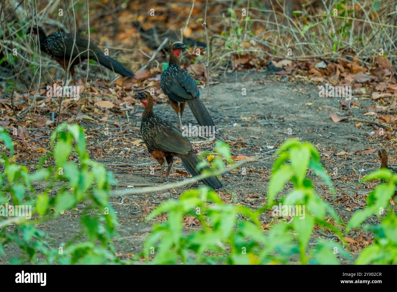 Chestnut-bellied Guans (Penelope ochrogaster) near the Piuval Lodge in ...