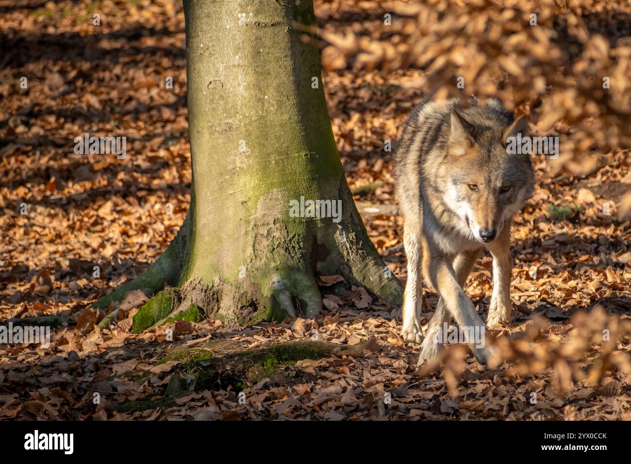 Black wolf mountain hi-res stock photography and images - Alamy