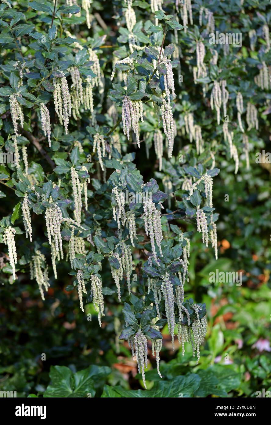Coast Silk-tassel aka Silk Tassel Bush or Wavyleaf Silktassel, Garrya elliptica, Garryaceae. California, USA. Stock Photo