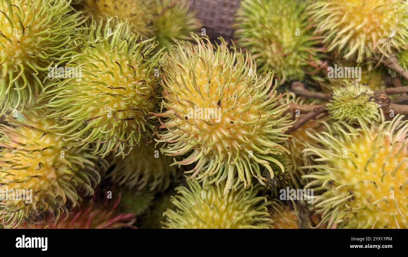 A cluster of rambutans on the traditional market. They are tropical fruits with a hairy, spiky outer skin that giving the fruit its characteristic look. - Smartphone Captured Stock Image