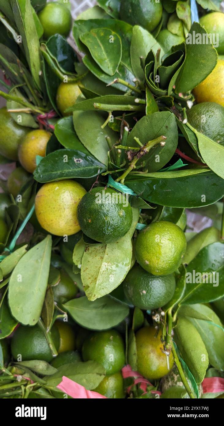 Collection of calamansi, small citrus fruits ranging from green to orange, with stems and leaves attached. They have a smooth, glossy surface and are packed closely together. - Smartphone Captured Stock Image