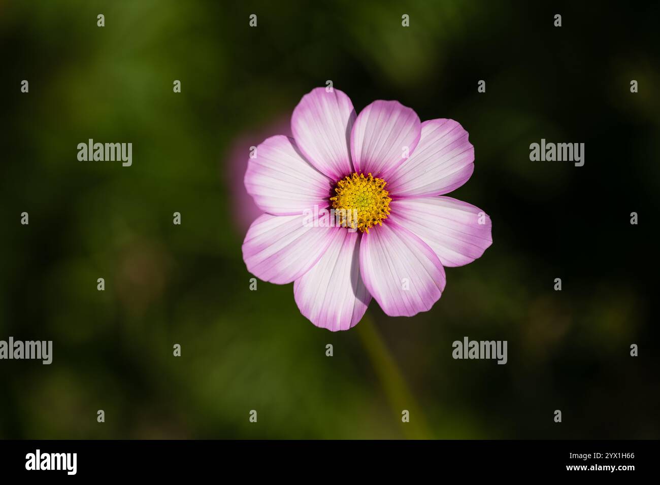 Pink flowers yellow center hi-res stock photography and images - Alamy