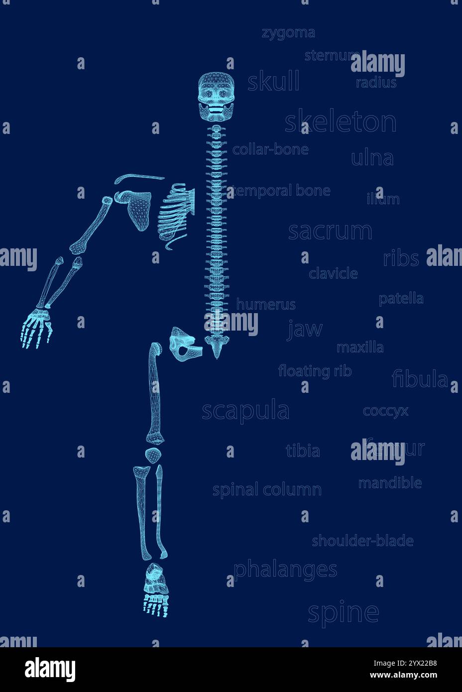 Appendicular skeleton with human body skeletal system parts outline ...