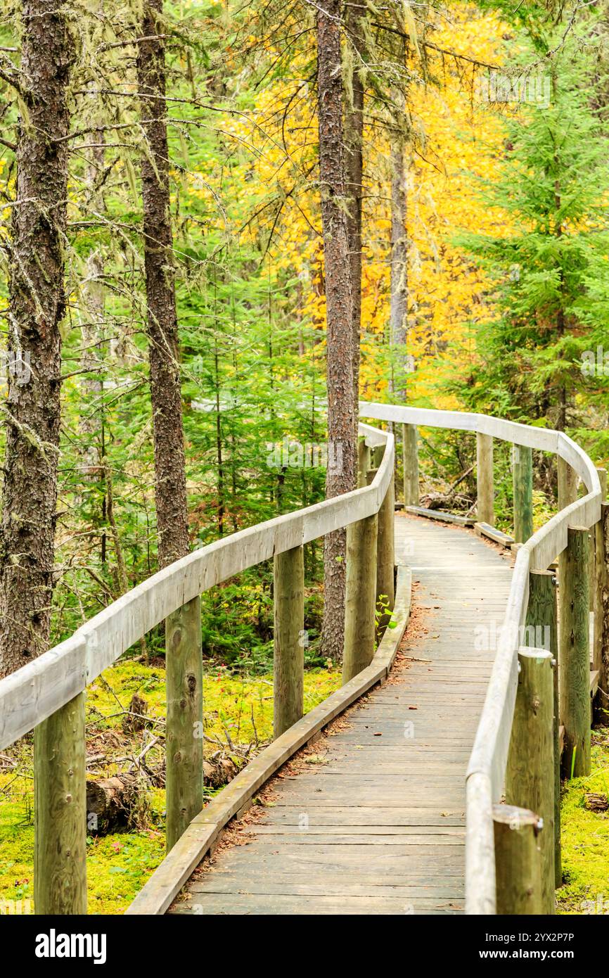 Tree With Railing Wooden Walkways With Railings Walkway Railings | Wayfair