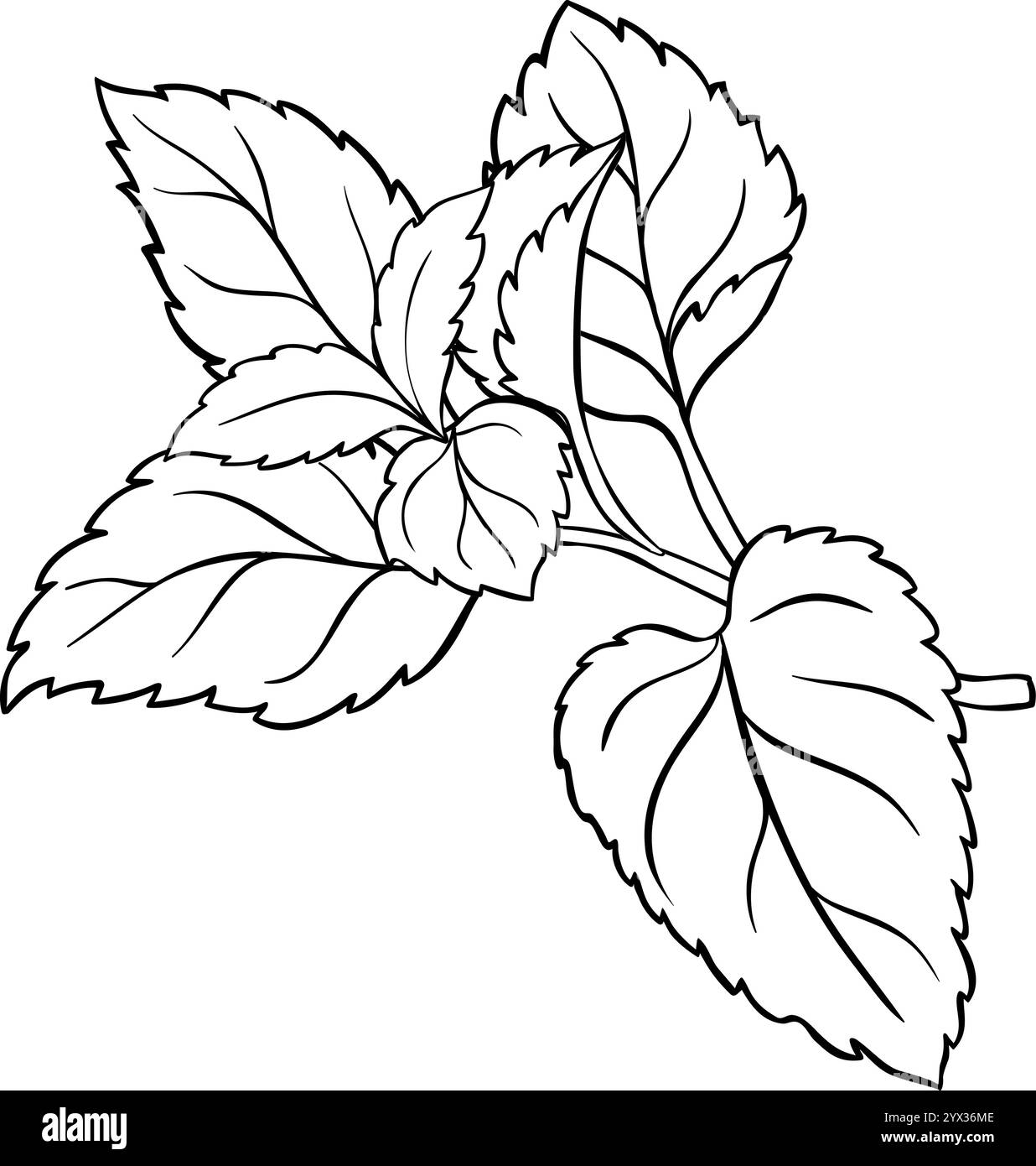 Melissa Branch with Leaves Outline Illustration Stock Vector Image ...