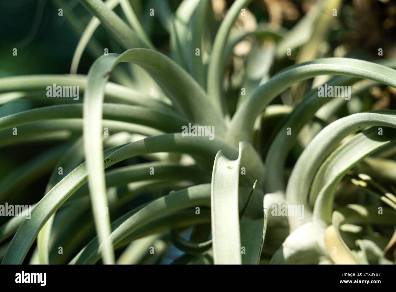Tillandsia usneoides close up hi-res stock photography and images - Alamy